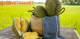 Vận Chuyển Sầu Riêng Việt Nam Qua Ấn Độ – Thủ Tục Dễ Dàng – An Toàn – Nhanh Gọn GỬI SẦU RIÊNG VIỆT NAM QUA ẤN ĐỘ - THỦ TỤC_CHỨNG TỪ DỄ DÀNG - AN TOÀN