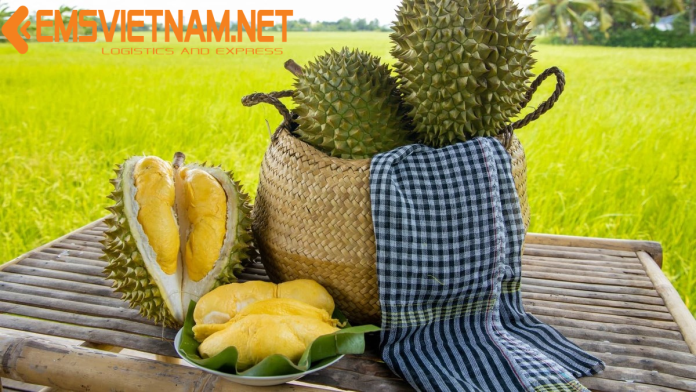 GỬI SẦU RIÊNG VIỆT NAM QUA ẤN ĐỘ - THỦ TỤC_CHỨNG TỪ DỄ DÀNG - AN TOÀN