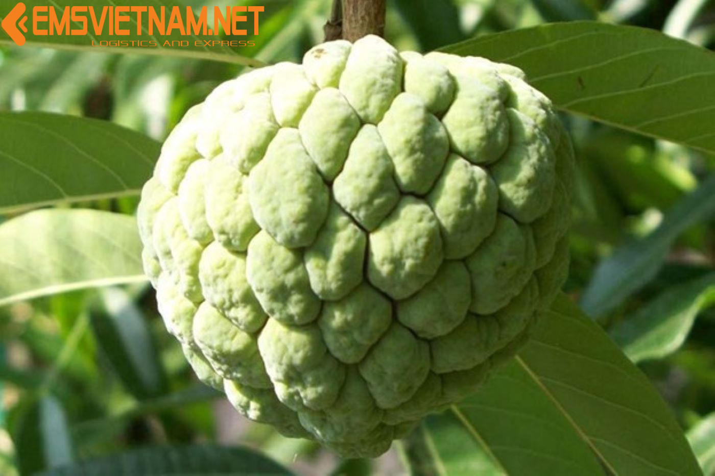 XUẤT KHẨU TRÁI NA QUA PHÁP - NHANH GỌN - THỦ TỤC DỄ DÀNG