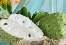 Xuất Khẩu Mãng Cầu Đi Philippines – Thủ Tục Dễ Dàng – Nhanh Gọn XUẤT KHẨU MÃNG CẦU Đi Philippines - THỦ TỤC DỄ DÀNG - NHANH GỌN