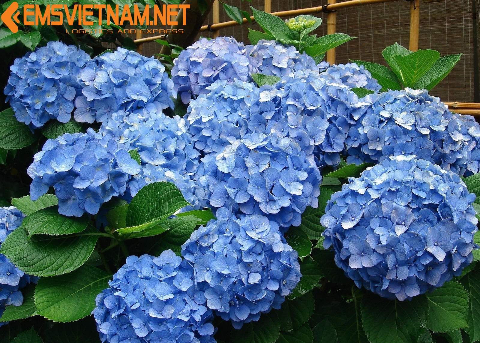 VẬN CHUYỂN HỎA TỐC HOA CẨM TÚ CẦU ĐÀ LẠT ĐI ĐỒNG NAI - TƯƠI RÓI - TIẾT KIỆM