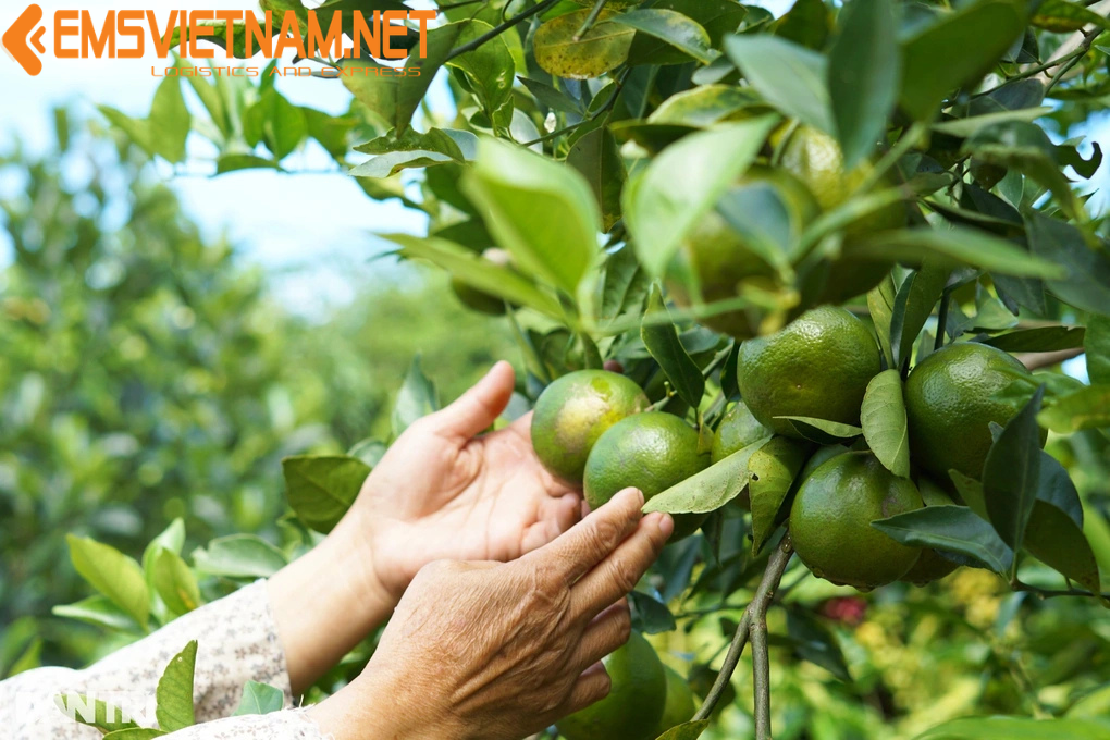 XUẤT KHẨU CAO SU TỰ NHIÊN QUA ẤN ĐỘ - THỦ TỤC DỄ DÀNG - NHANH CHÓNG