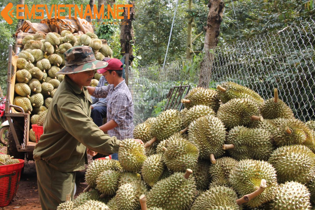 GỬI SẦU RIÊNG TỪ TP.HỒ CHÍ MINH ĐI HÀ NỘI - NHANH CHÓNG - TIẾT KIỆM