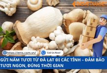 GỬI NẤM TƯƠI TỪ ĐÀ LẠT ĐI CÁC TỈNH – ĐẢM BẢO TƯƠI NGON, ĐÚNG THỜI GIAN