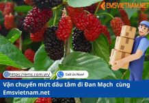 Vận chuyển mứt dâu tằm đi Đan Mạch bằng đường hàng không
