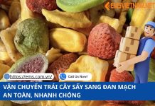 VẬN CHUYỂN TRÁI CÂY SẤY SANG ĐAN MẠCH AN TOÀN, NHANH CHÓNG